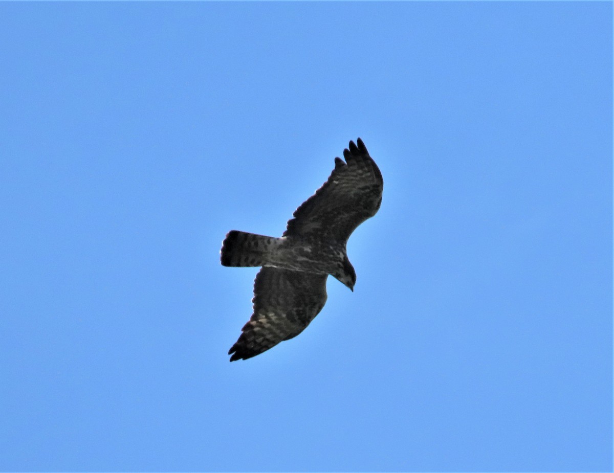 Ayres's Hawk-Eagle - ML469911241