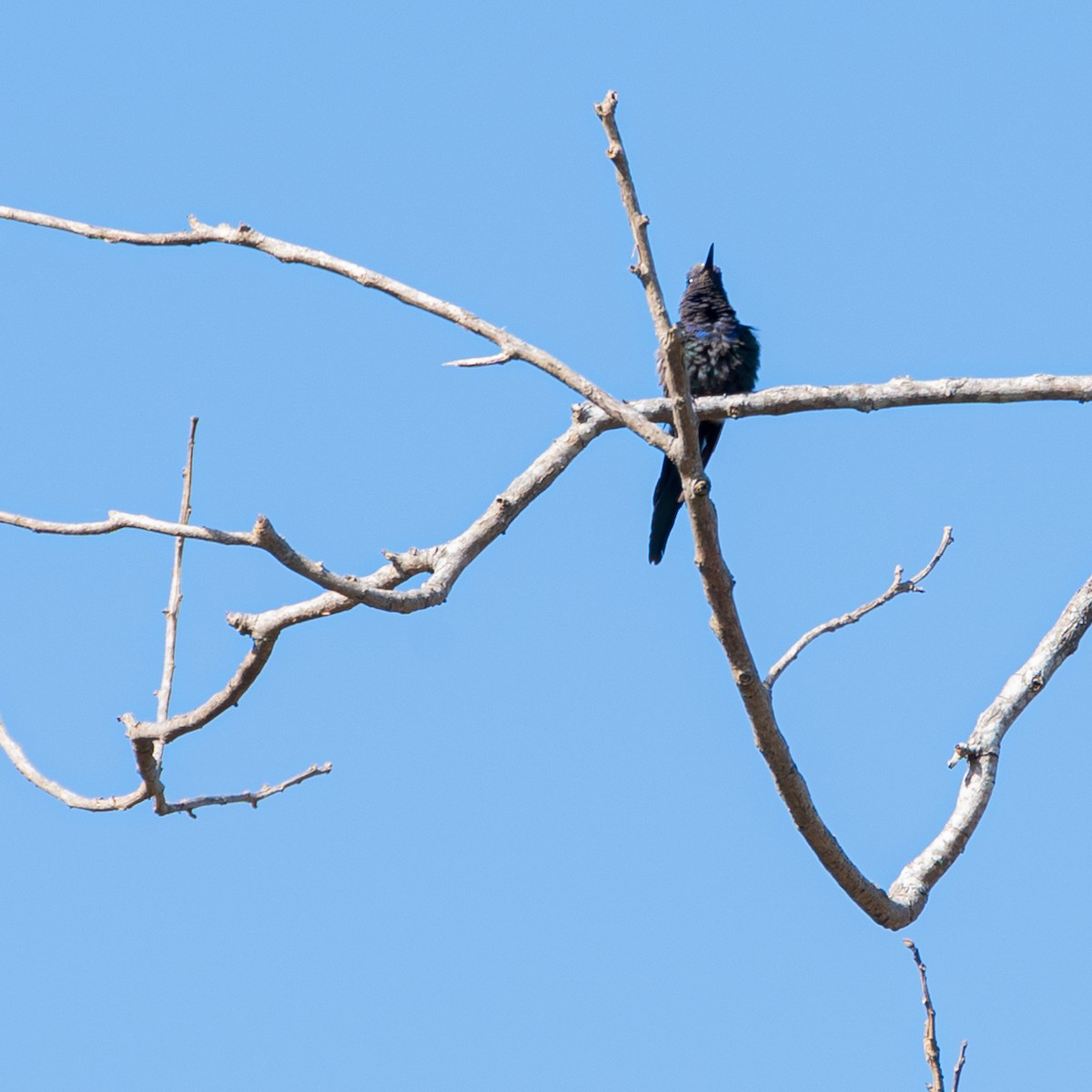 Swallow-tailed Hummingbird - Victor Pássaro