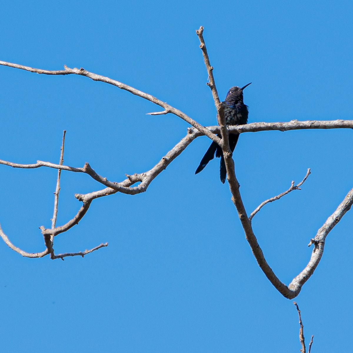 Swallow-tailed Hummingbird - Victor Pássaro