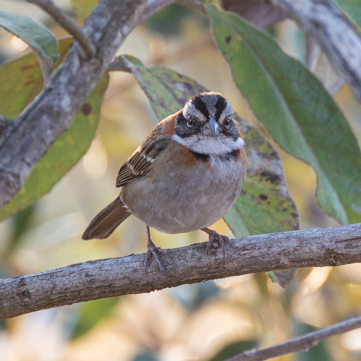 Rufous-collared Sparrow - ML469912971