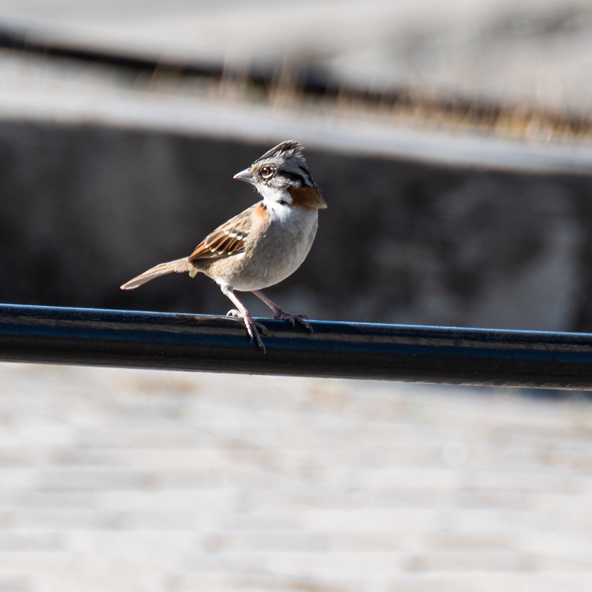 Rufous-collared Sparrow - Victor Pássaro