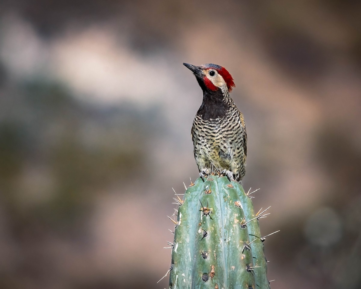 Black-necked Woodpecker - ML469917741