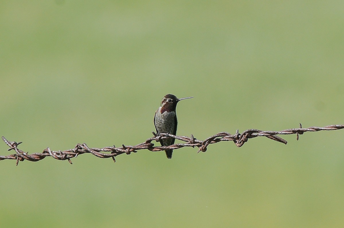 Anna's Hummingbird - ML469922351