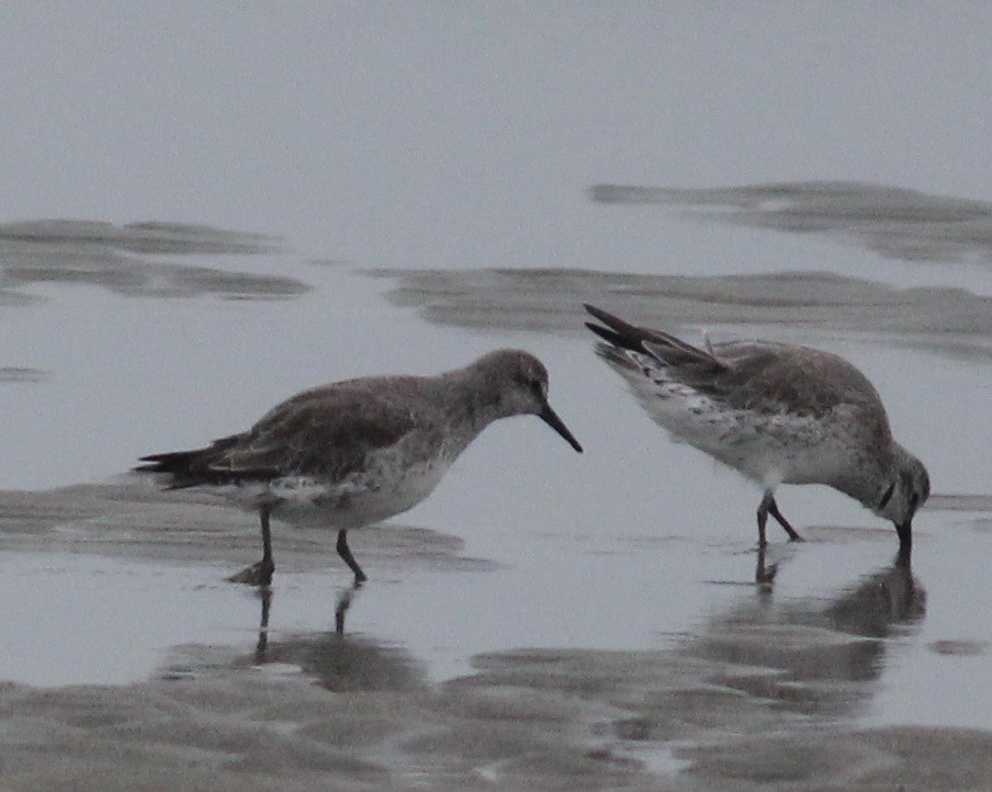 Red Knot - ML46992511