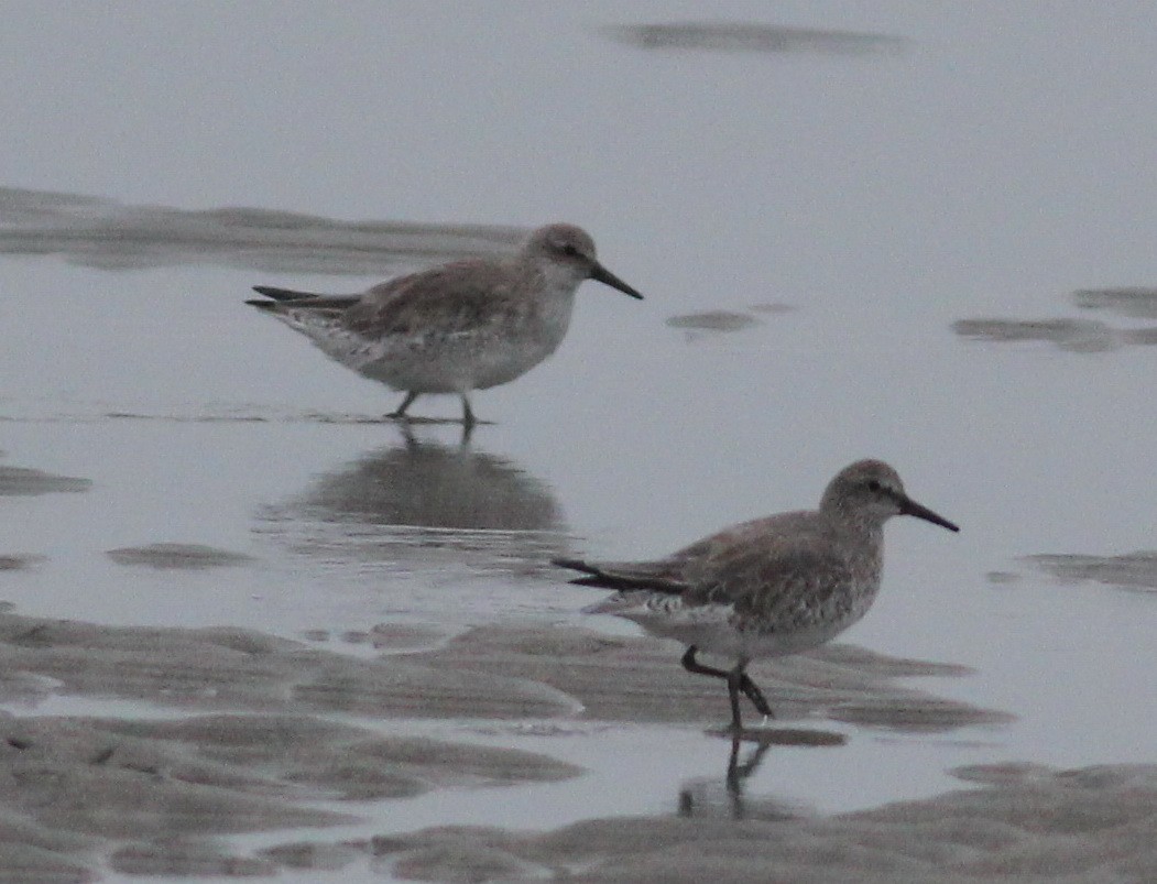 Red Knot - ML46992521