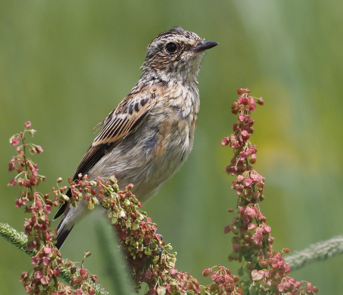 Whinchat - ML469926271