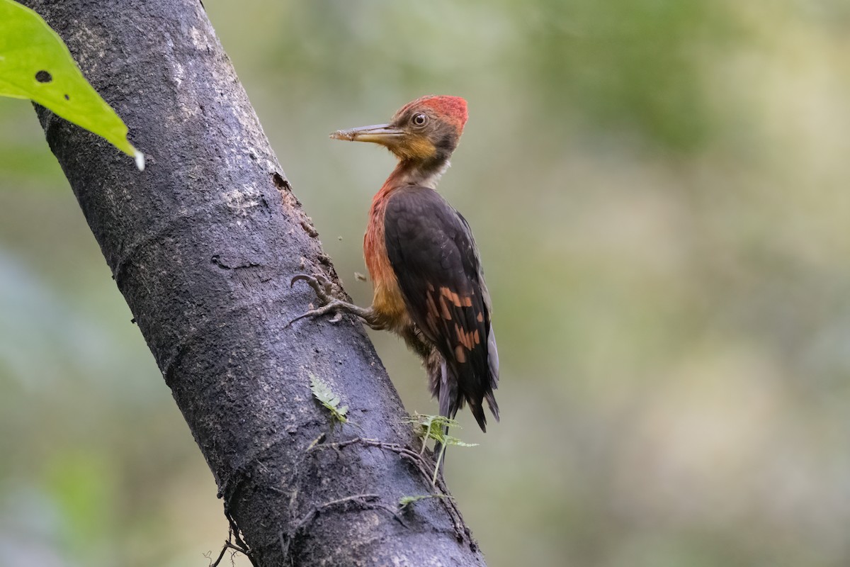 Orange-backed Woodpecker - Mike Hooper