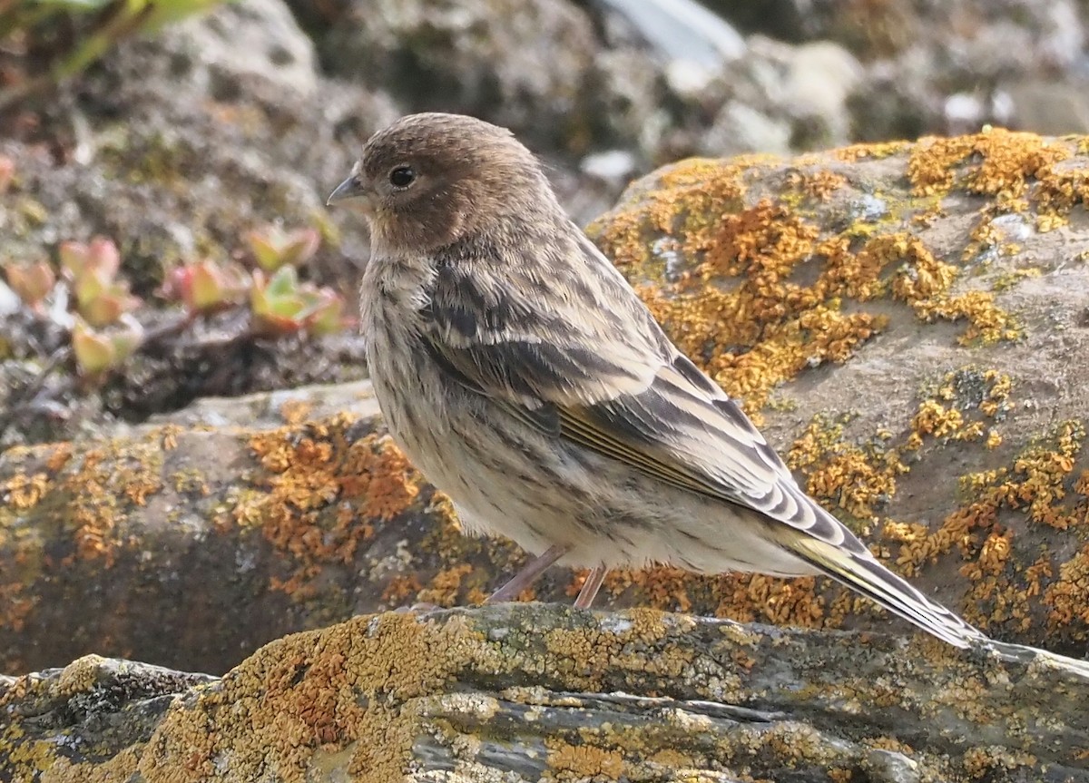Fire-fronted Serin - ML469926511