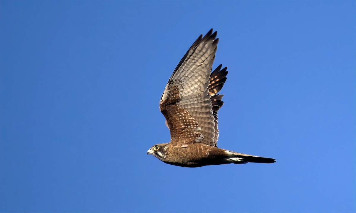 Brown Falcon - Tom Tarrant