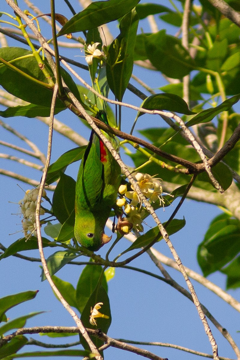 Blue-crowned Hanging-Parrot - ML469934371