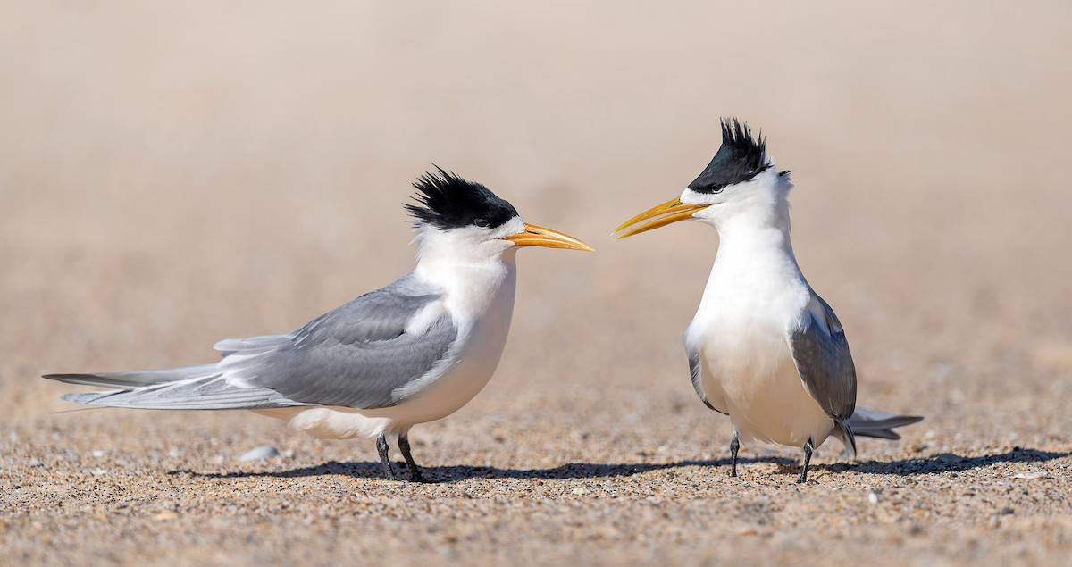 Great Crested Tern - ML469936521