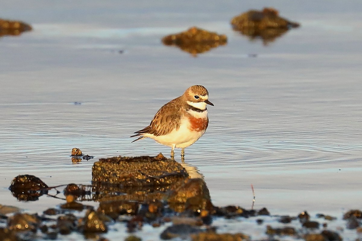 Double-banded Plover - Peter Kyne