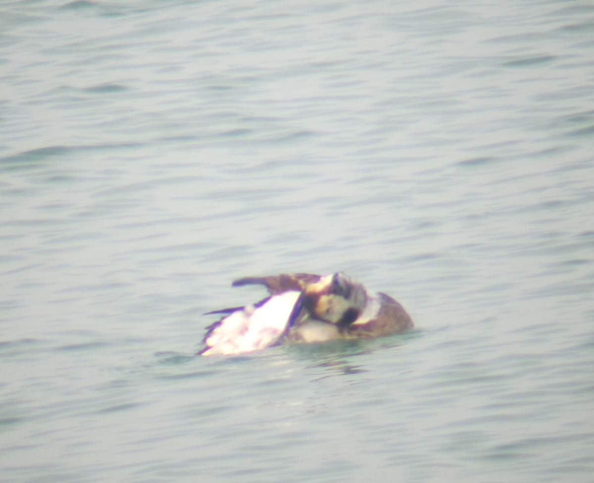 Long-tailed Duck - ML46994631