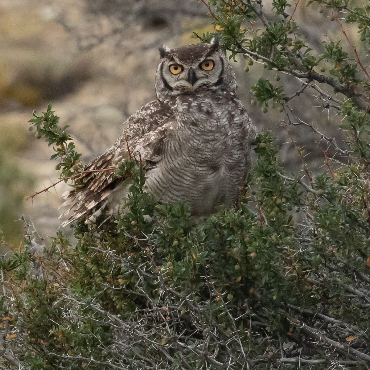 Lesser Horned Owl - Werner Suter