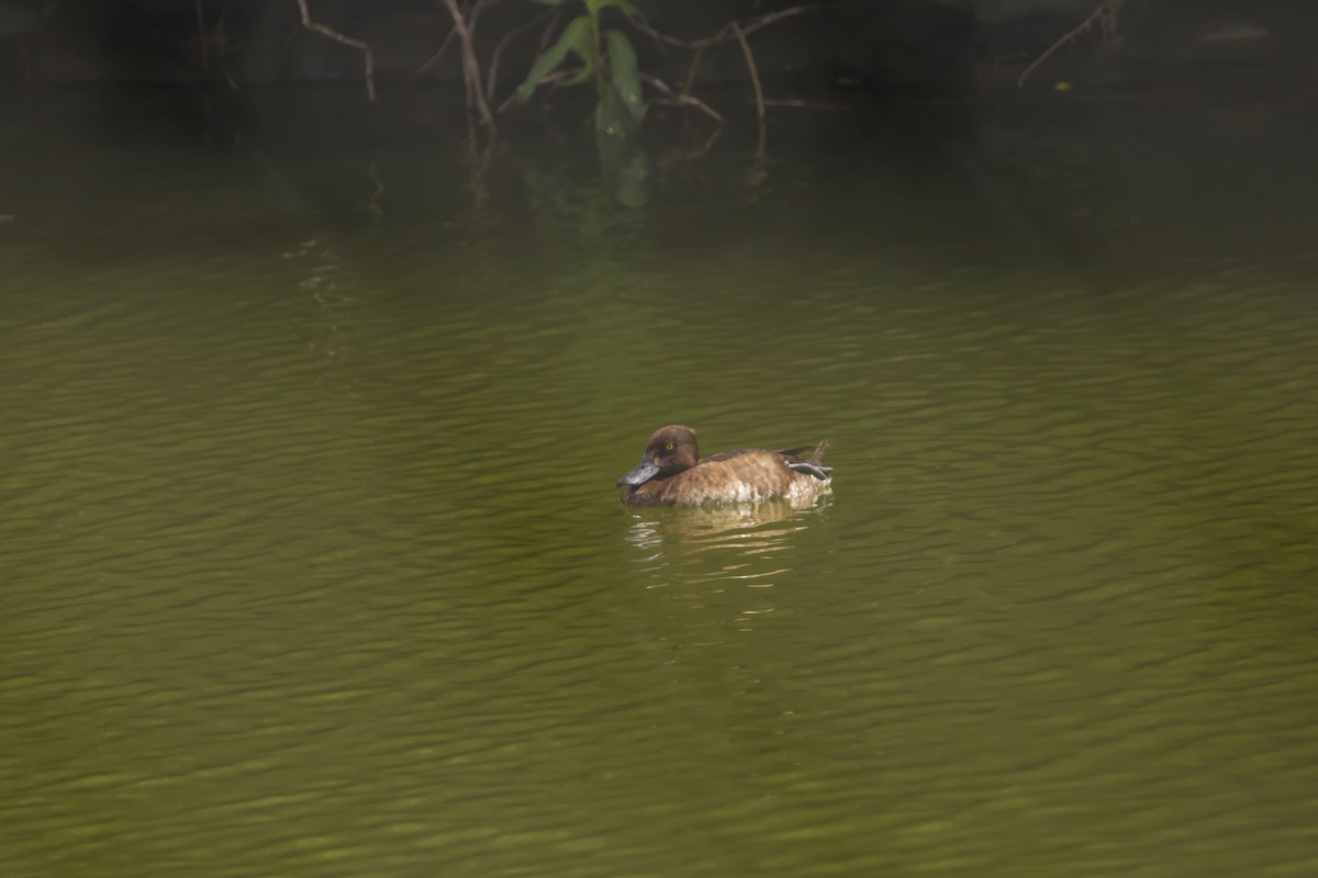 Tufted Duck - ML469953171