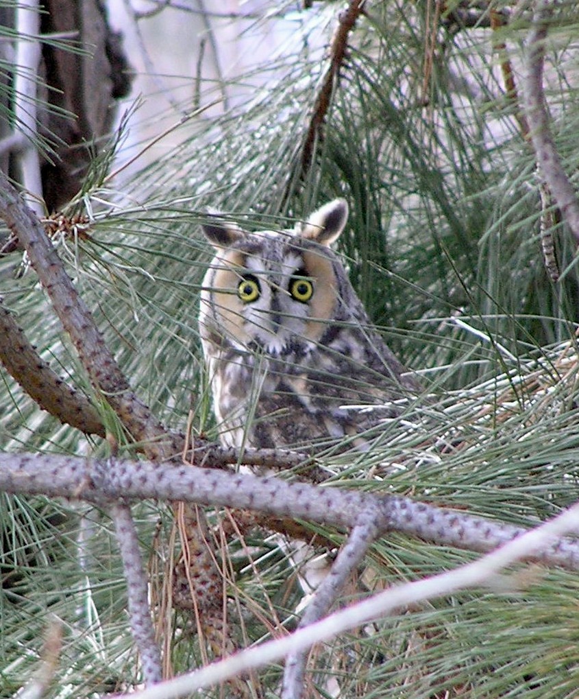 Long-eared Owl - Nate Kohler