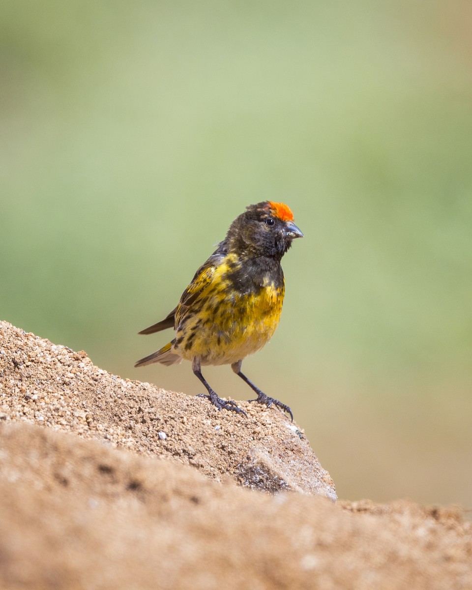 Fire-fronted Serin - ML469953611