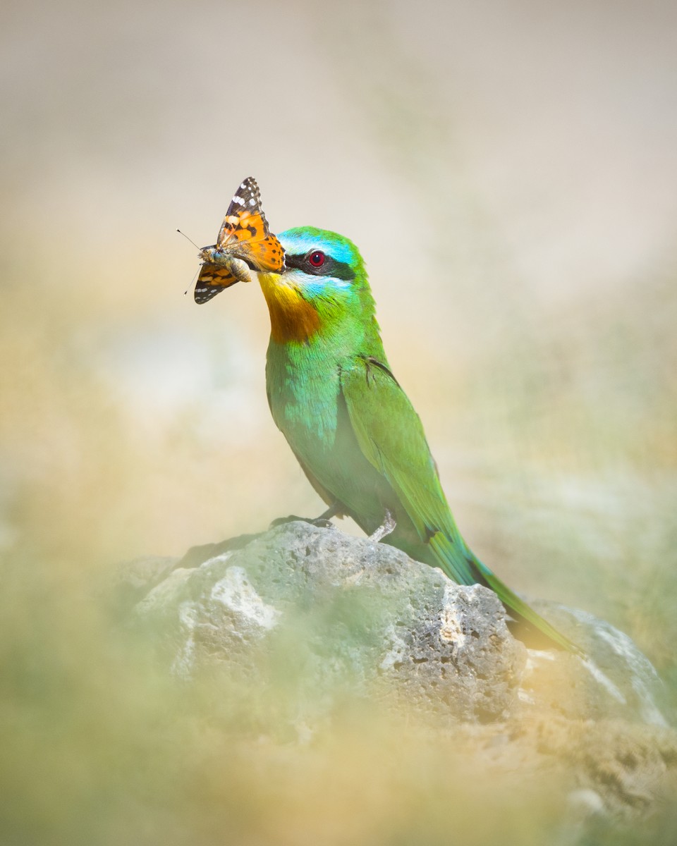 Blue-cheeked Bee-eater - ML469954151