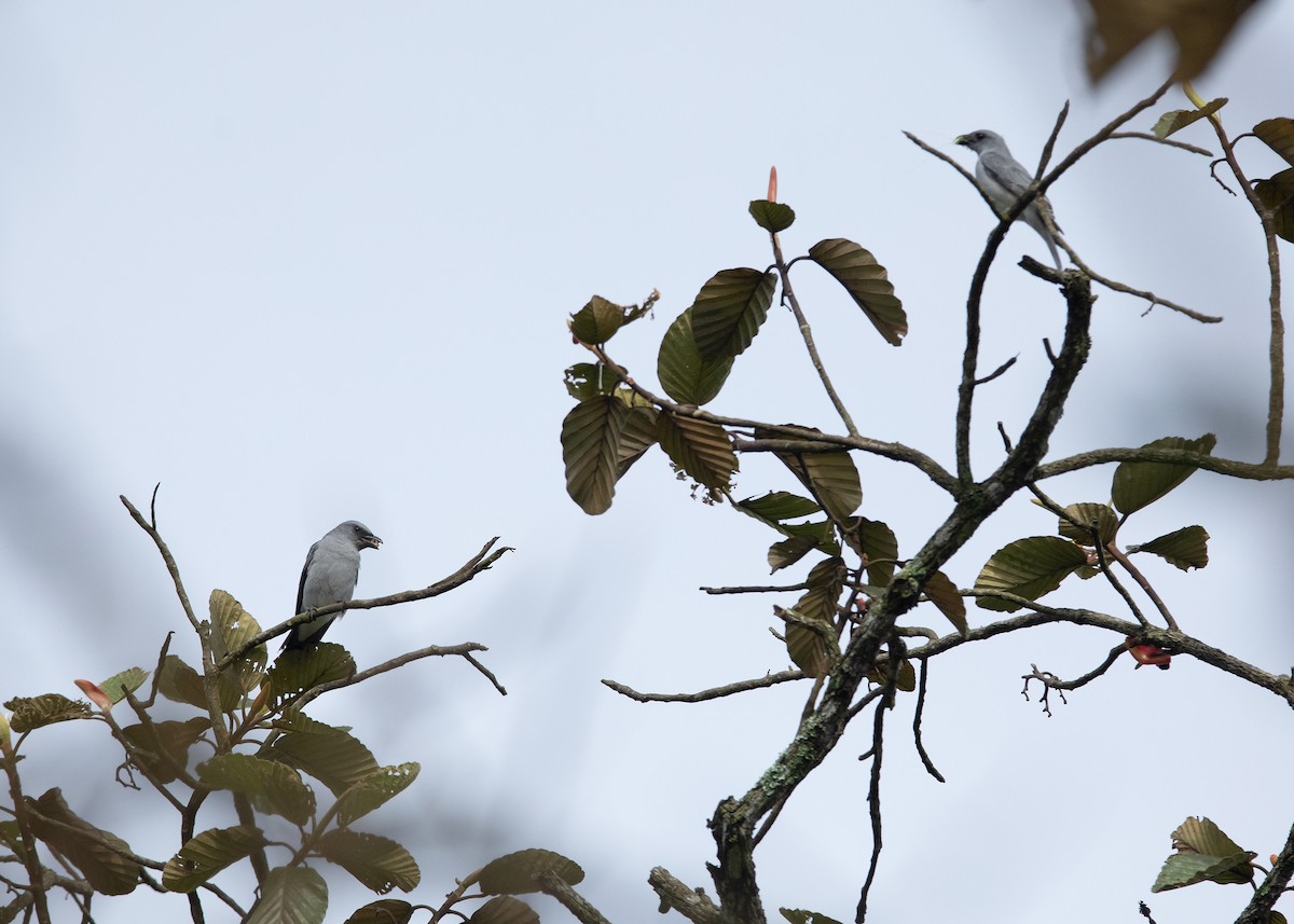 花翅山椒鳥(nipalensis群) - ML469963101