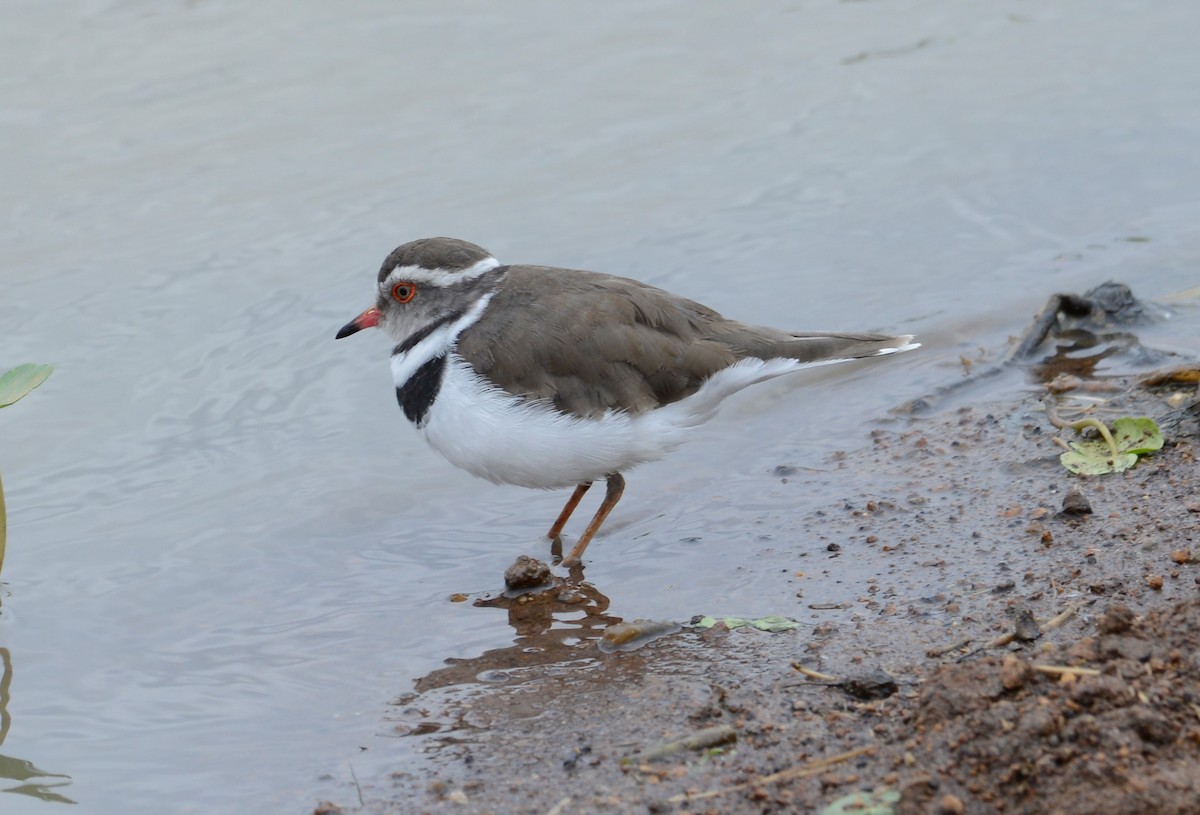Three-banded Plover - ML469966881