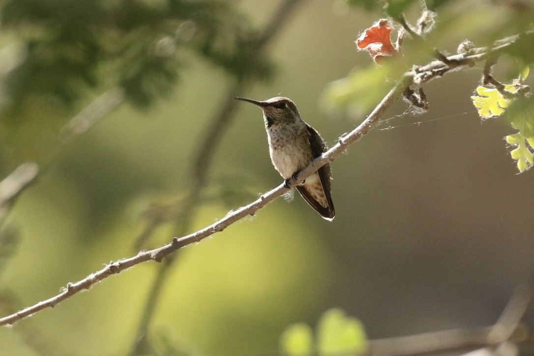 Anna's Hummingbird - ML469973371