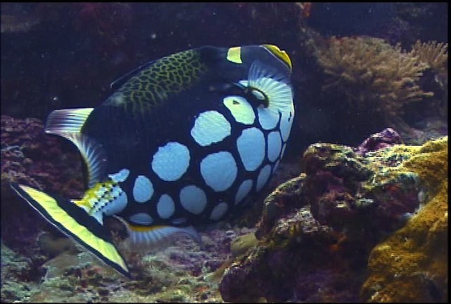 Bigspotted triggerfish - ML469974