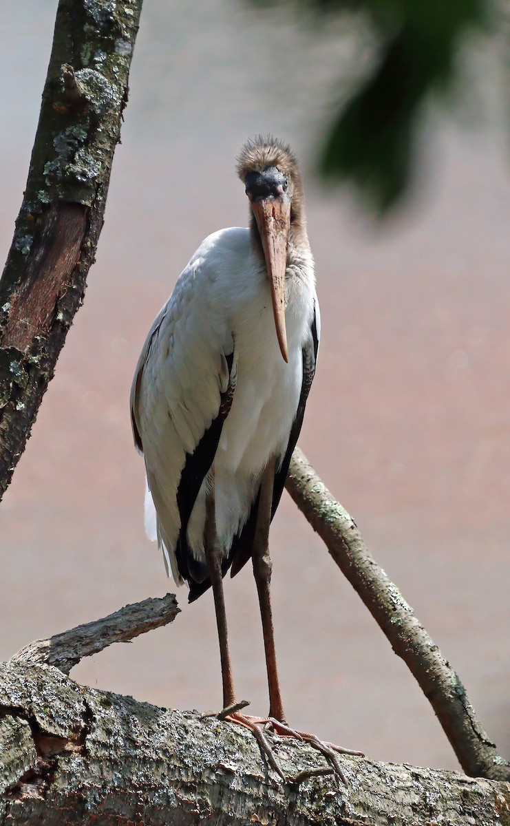 Wood Stork - Gerald Teig