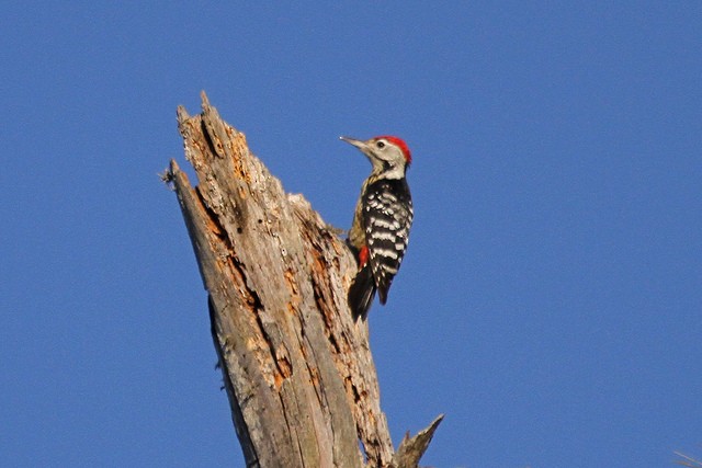 Stripe-breasted Woodpecker - Jeffrey Offermann