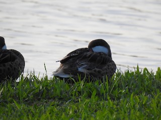 White-cheeked Pintail, ML469982731