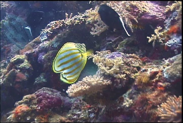 Clown butterflyfish - ML469984