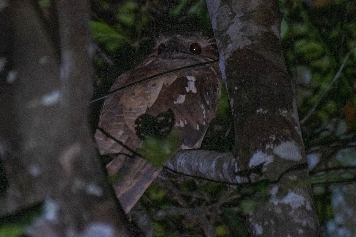 Dulit Frogmouth - ML469987751
