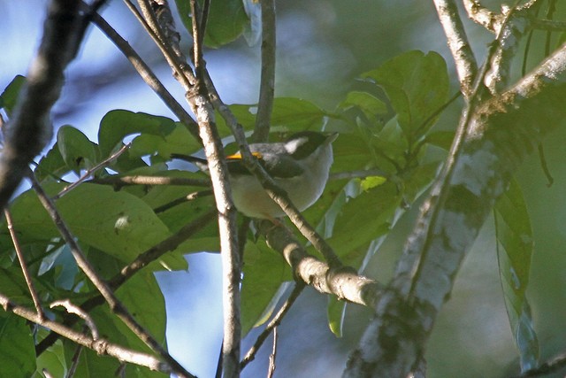White-browed Shrike-Babbler (Blyth's) - ML46998811