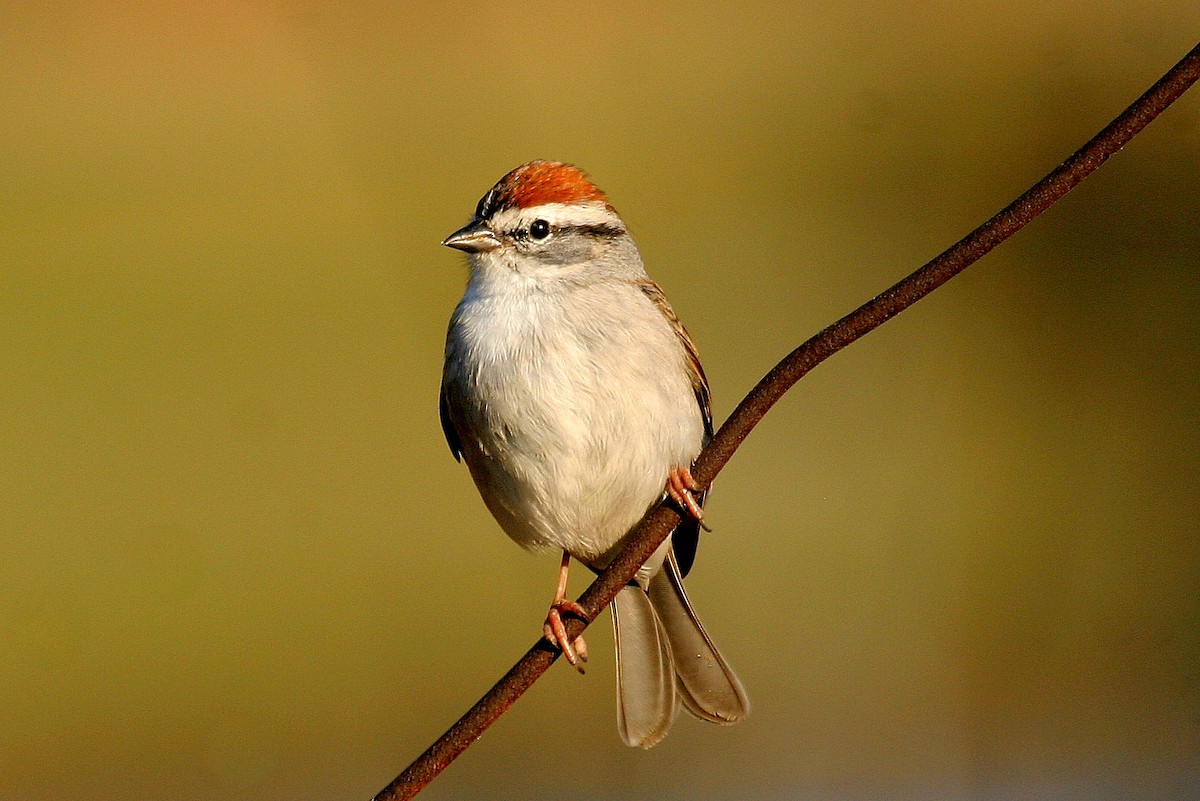 Chipping Sparrow - ML469991251