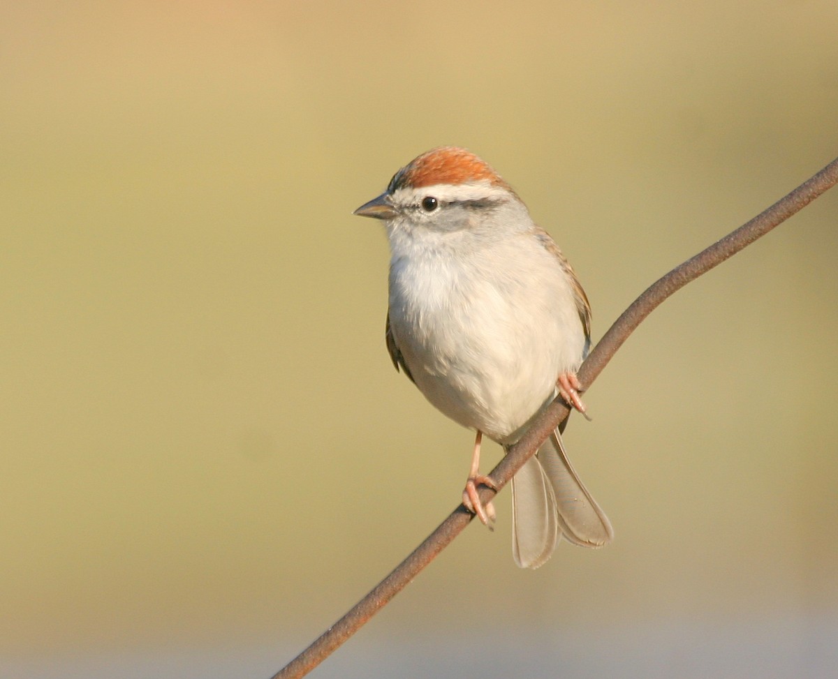 Chipping Sparrow - ML469991321