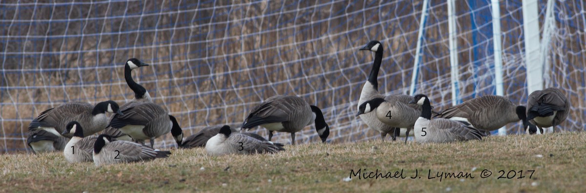 Cackling Goose (Richardson's) - Michael Lyman