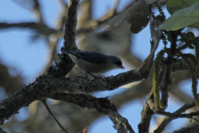 Velvet-fronted Nuthatch - ML46999301