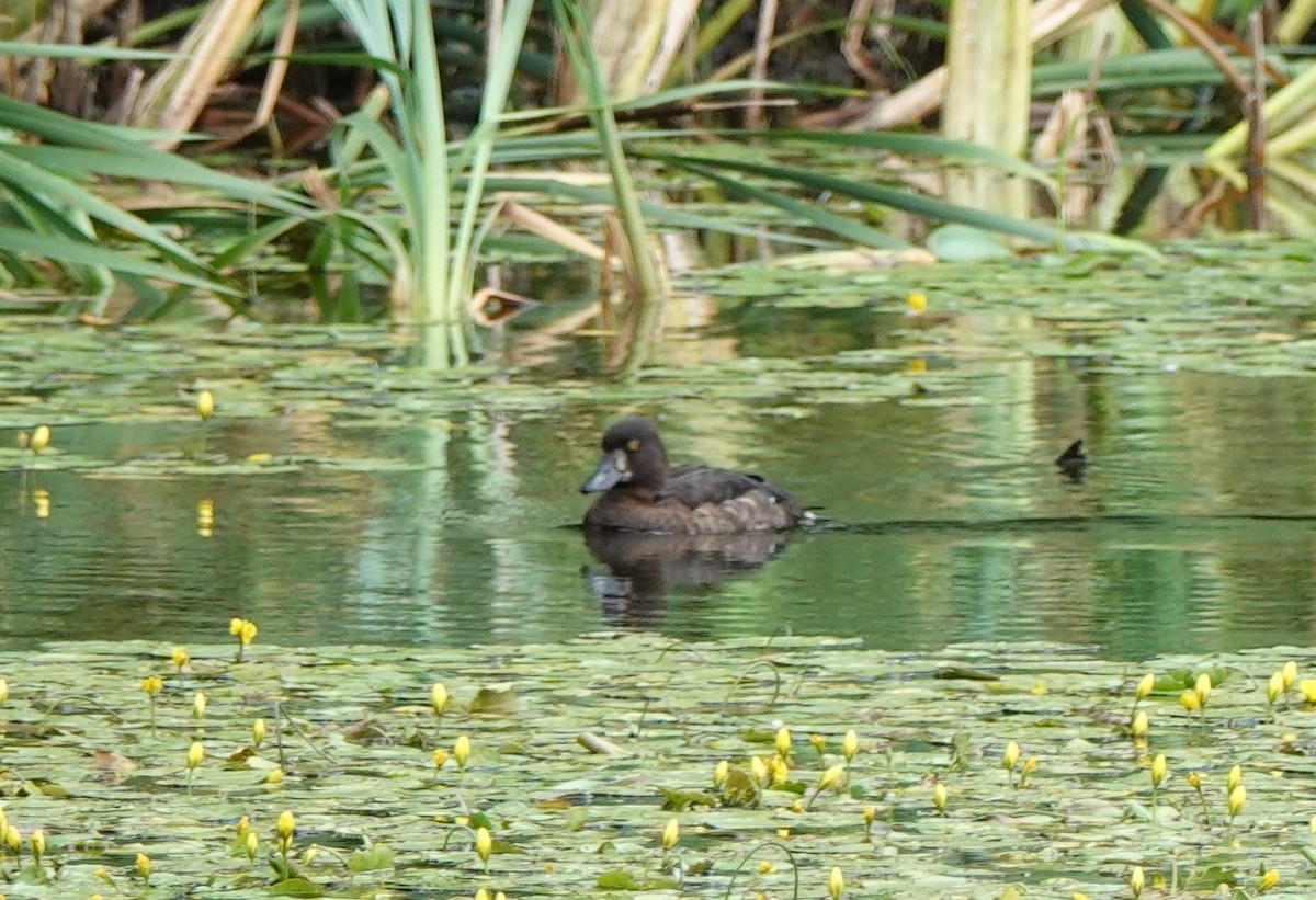 Tufted Duck - ML469993371