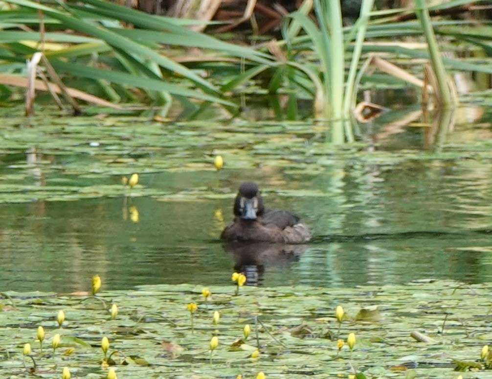 Tufted Duck - ML469993451