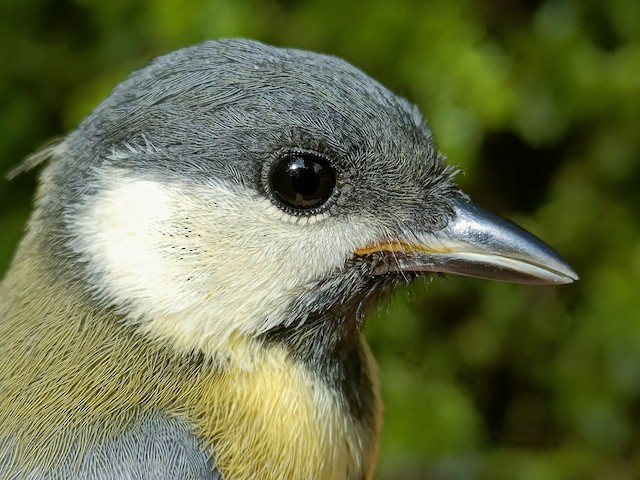 Close-up of juvenile. - Great Tit - 