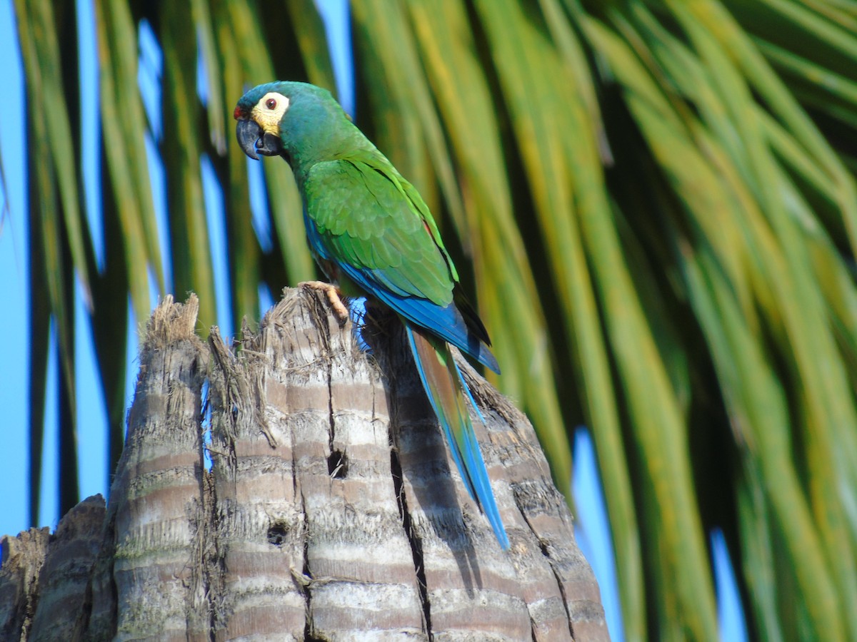 Blue-winged Macaw - ML469999721