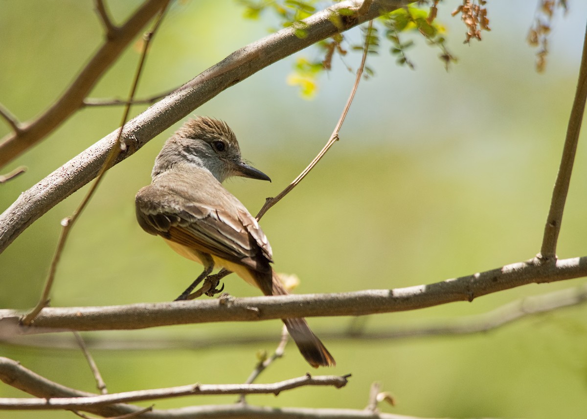 Brown-crested Flycatcher - Tracy Patterson