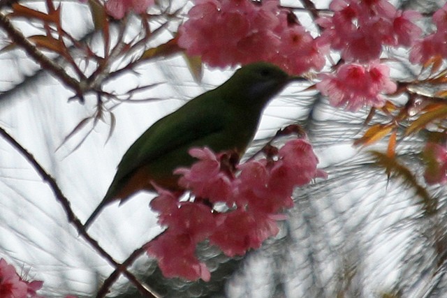 Orange-bellied Leafbird - ML47000091