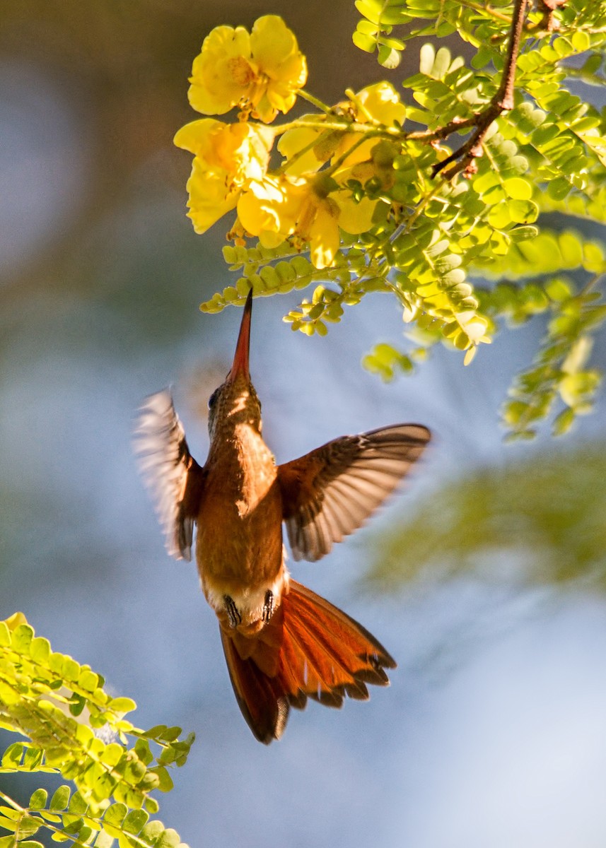 Cinnamon Hummingbird - Tracy Patterson