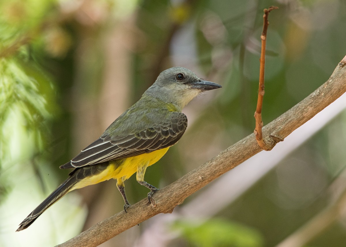 Tropical Kingbird - Tracy Patterson
