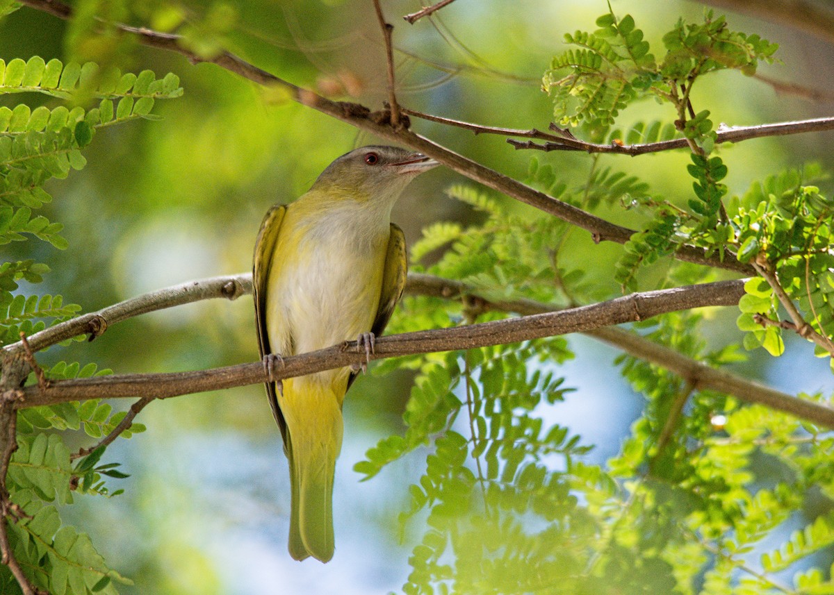 Yellow-green Vireo - Tracy Patterson