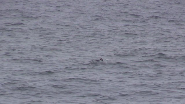 Antarktisseeschwalbe (georgiae) - ML470017171