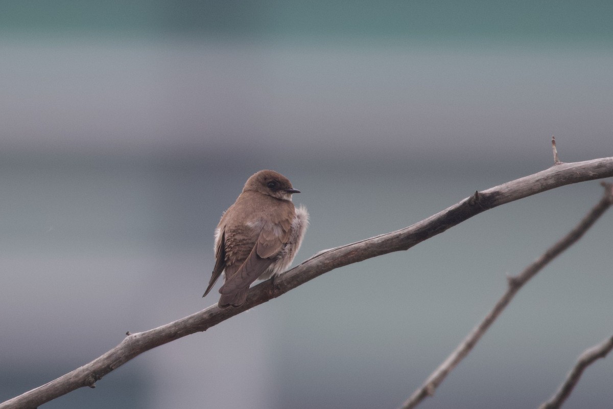 Northern Rough-winged Swallow - ML470022171