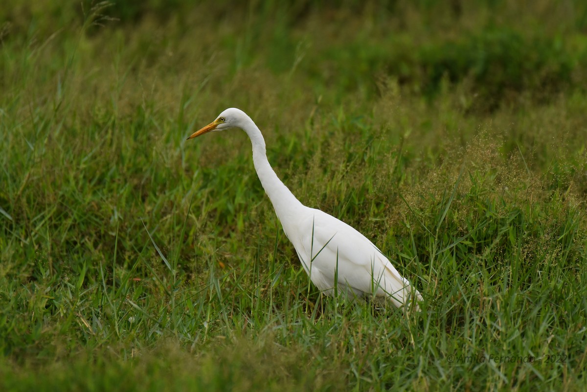 Medium Egret - Amila S. Fernando