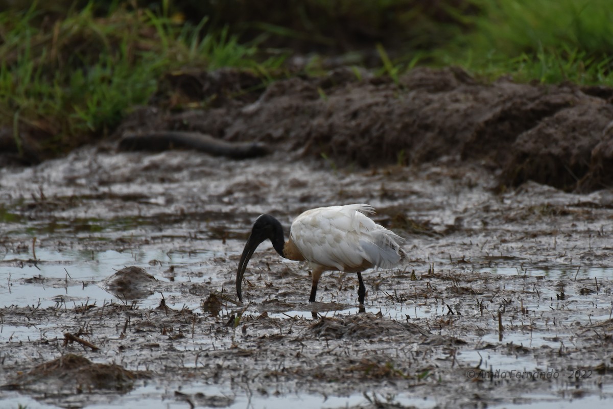 ibis černohlavý - ML470026321