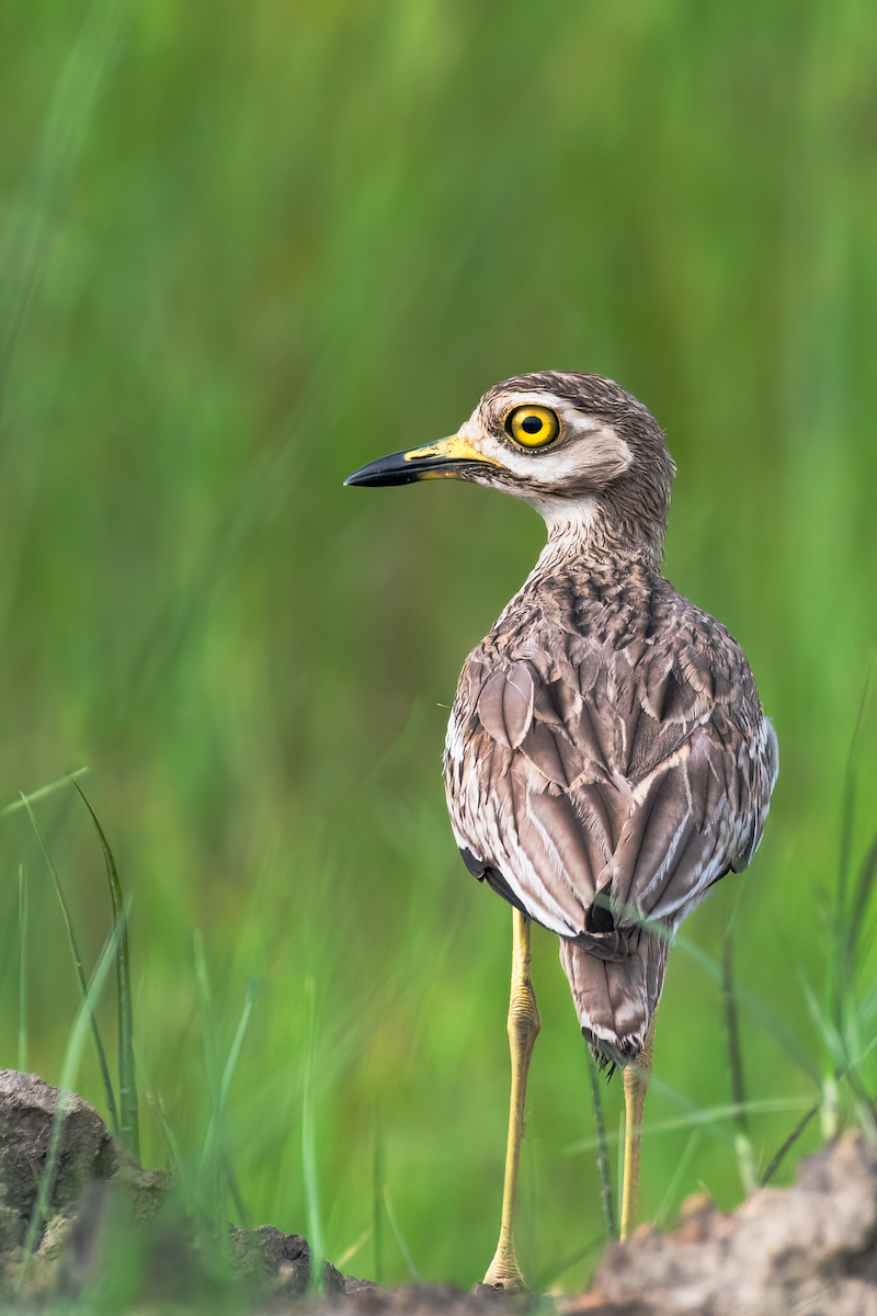 Indian Thick-knee - ML470026861